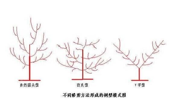 杏树修剪（杏树怎么修剪示意图）-第1张图片