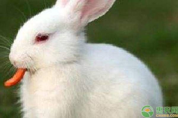 兔子吃什么食物（兔子只吃胡萝卜吗？）-第1张图片