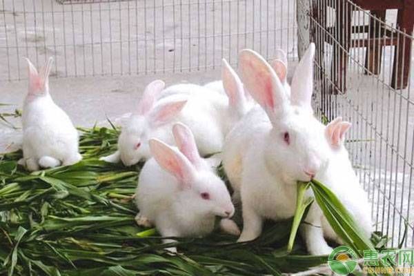 兔子吃什么食物（兔子只吃胡萝卜吗？）-第2张图片