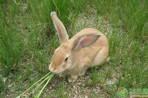 兔子吃什么食物（兔子只吃胡萝卜吗？）-第3张图片