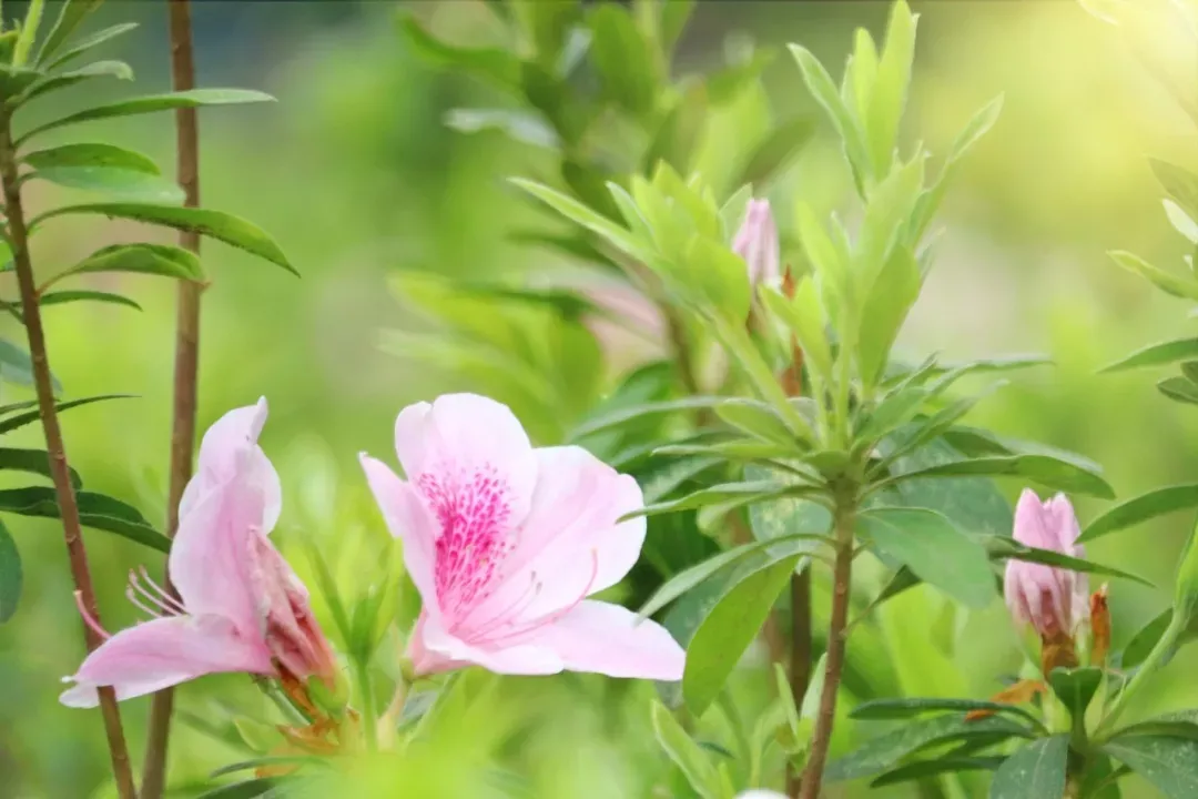 春天的花有哪些（送你15种春天里的诗意）-第15张图片