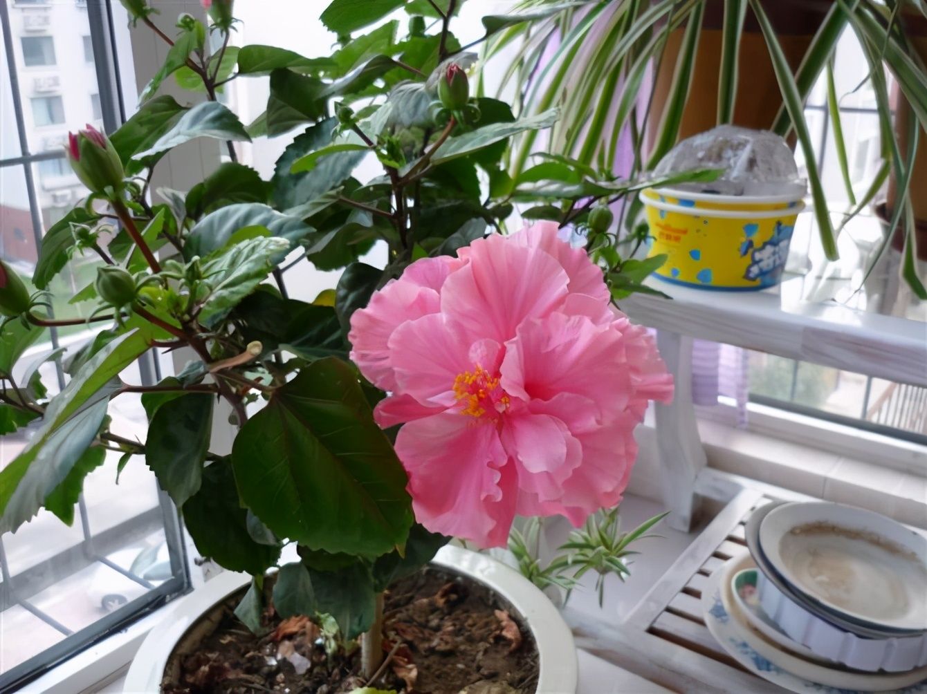 冬天开的花有哪些（10种冬季开花的花卉盘点）-第1张图片