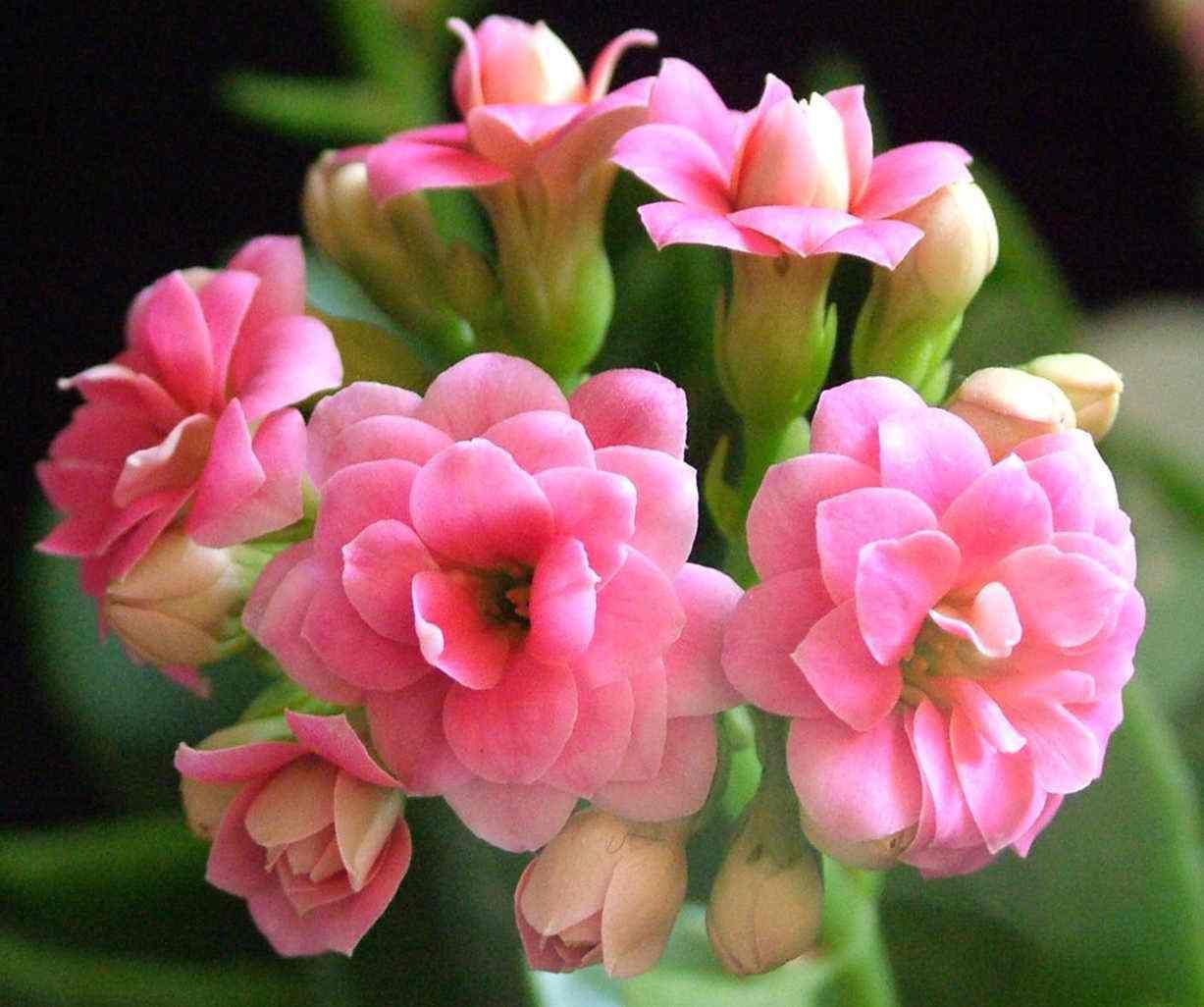 冬天开的花有哪些（10种冬季开花的花卉盘点）-第4张图片