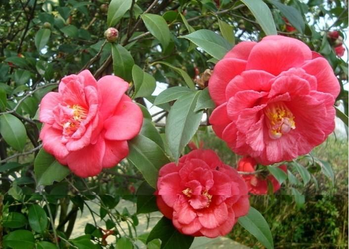 冬天开的花有哪些（10种冬季开花的花卉盘点）-第9张图片