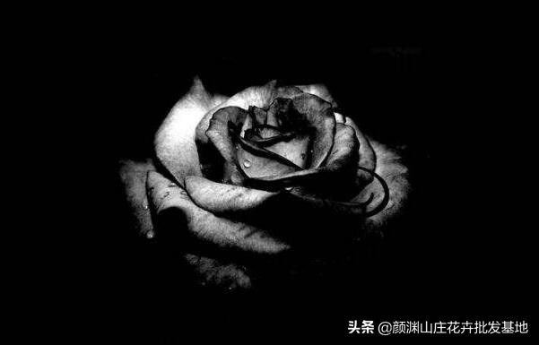 黑玫瑰花语（黑玫瑰的花语是什么,温柔真心送给你）-第1张图片