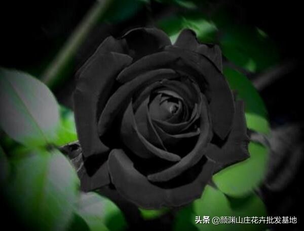黑玫瑰花语（黑玫瑰的花语是什么,温柔真心送给你）-第2张图片