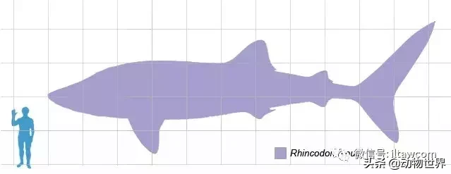 世界上最大的鱼类是什么 ？（世界上体型最大的鱼类）-第4张图片
