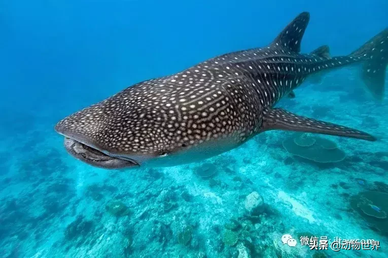 世界上最大的鱼类是什么 ?(世界上体型最大的鱼类)-第7张图片 世界上最大的鱼类是什么 ?(世界上体型最大的鱼类)-第7张图片