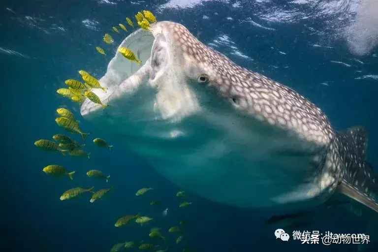 世界上最大的鱼类是什么 ?(世界上体型最大的鱼类)-第14张图片 世界上最大的鱼类是什么 ?(世界上体型最大的鱼类)-第14张图片