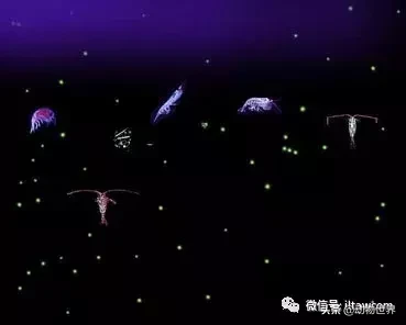 世界上最大的鱼类是什么 ?(世界上体型最大的鱼类)-第17张图片 世界上最大的鱼类是什么 ?(世界上体型最大的鱼类)-第17张图片