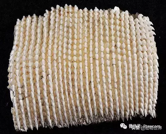 世界上最大的鱼类是什么 ?(世界上体型最大的鱼类)-第19张图片 世界上最大的鱼类是什么 ?(世界上体型最大的鱼类)-第19张图片