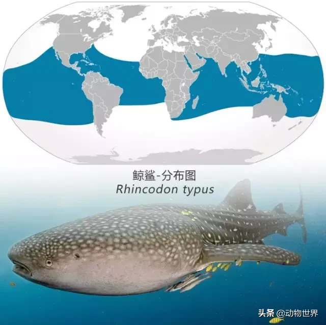 世界上最大的鱼类是什么 ?(世界上体型最大的鱼类)-第27张图片 世界上最大的鱼类是什么 ?(世界上体型最大的鱼类)-第27张图片