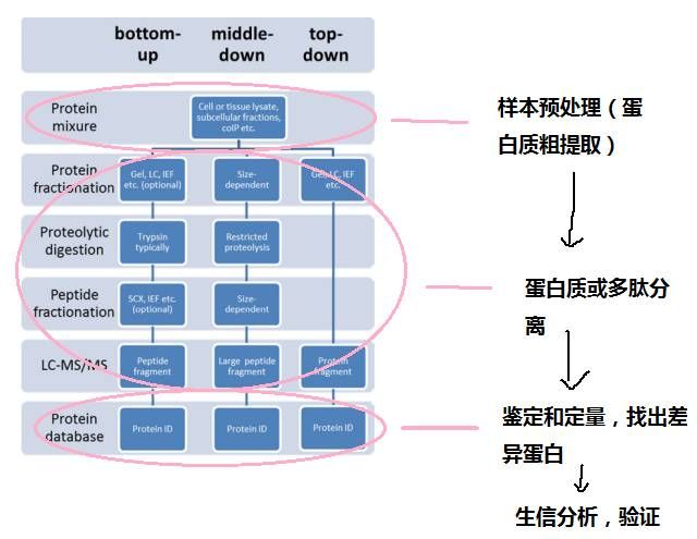 蛋白组学分析（蛋白质组学研究，这篇够经典！）-第2张图片