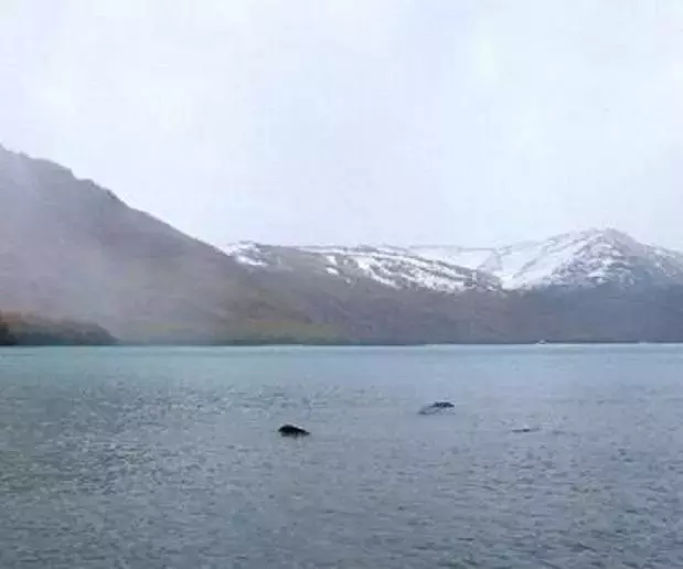 新疆喀纳斯湖水怪(喀纳斯湖水怪终于被证实）-第1张图片