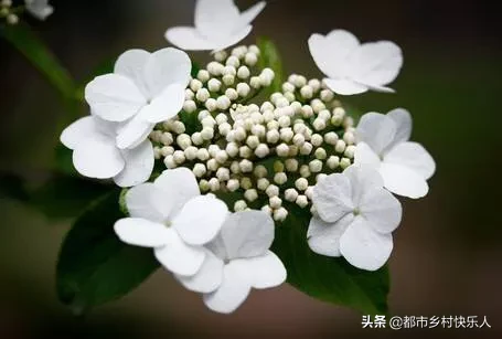 昙花一现的意思（昙花一现”是指的什么？）-第1张图片