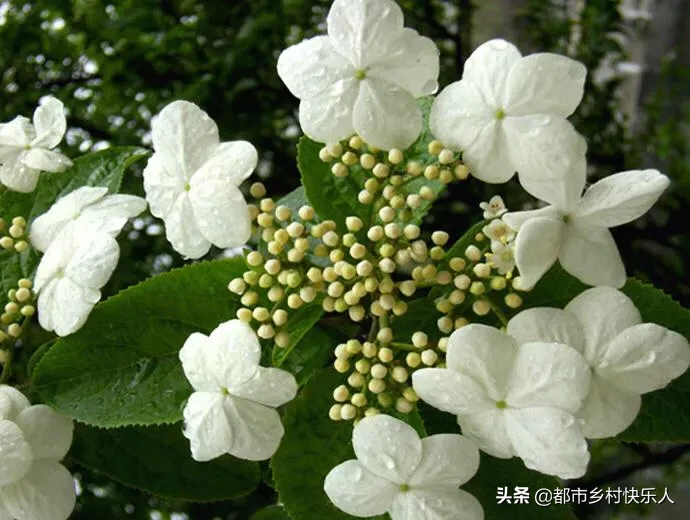 昙花一现的意思（昙花一现”是指的什么？）-第3张图片