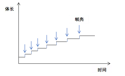 龙虾养殖业（关于小龙虾养殖你应该知道的）-第4张图片