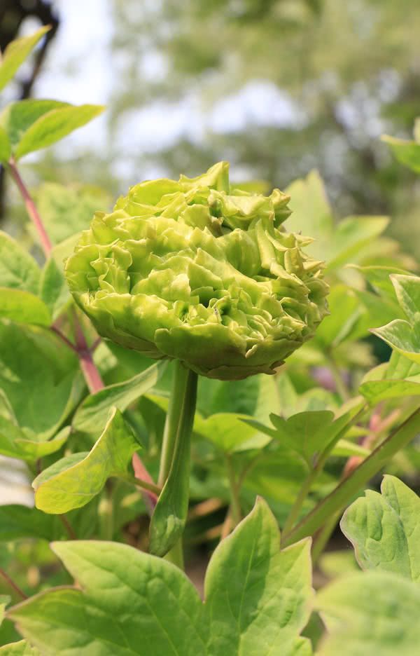 洛阳大清花（洛阳开出豆绿色牡丹，花成绣球型）-第3张图片