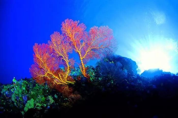 红珊瑚鉴别（教你5招辨别真假红珊瑚）-第1张图片