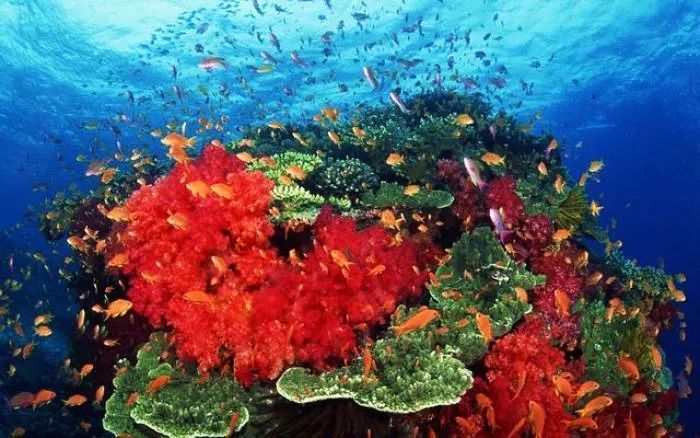 红珊瑚鉴别（教你5招辨别真假红珊瑚）-第2张图片