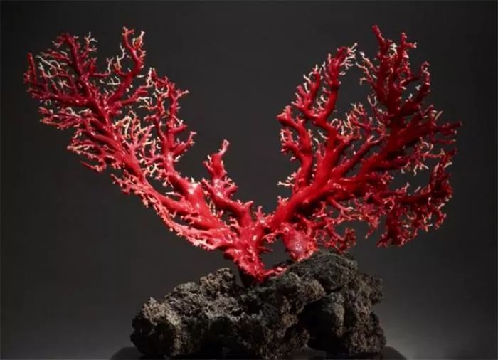 红珊瑚鉴别（教你5招辨别真假红珊瑚）-第5张图片