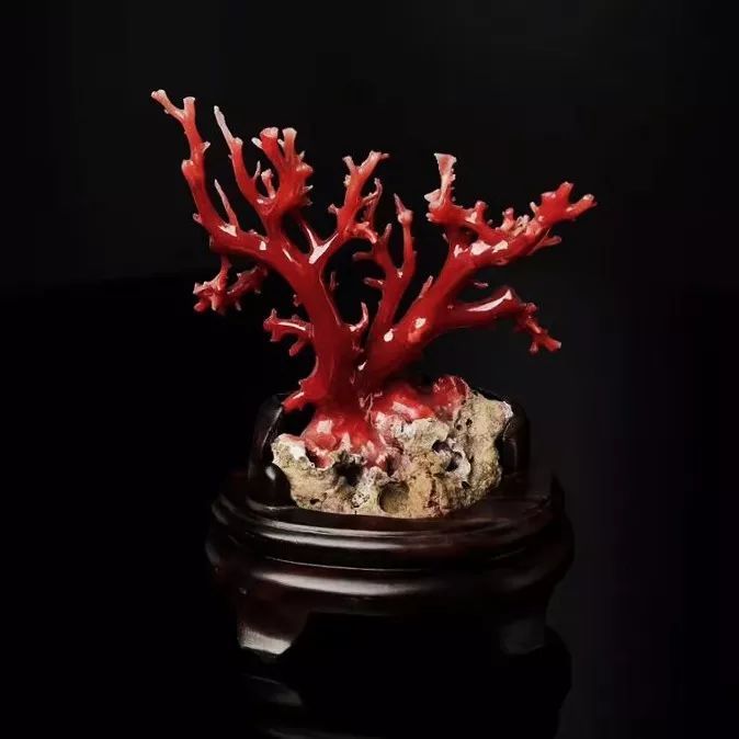 红珊瑚鉴别（教你5招辨别真假红珊瑚）-第7张图片