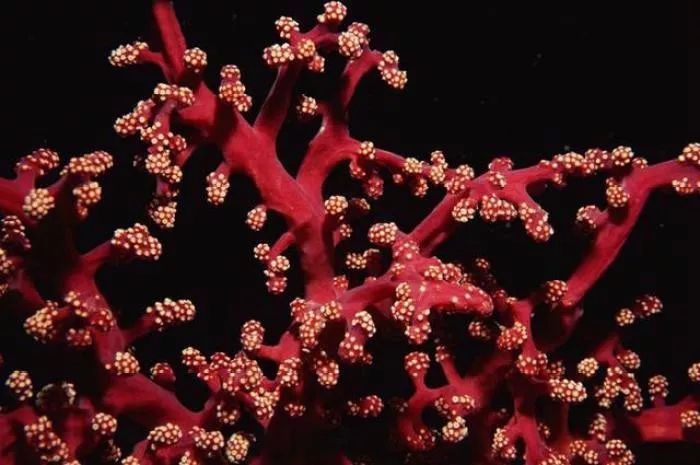 红珊瑚鉴别（教你5招辨别真假红珊瑚）-第11张图片