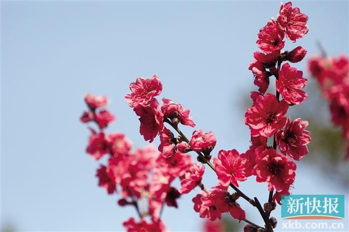 广州桃花涧（桃花涧里春意浓 桃花盛放李花香）-第2张图片