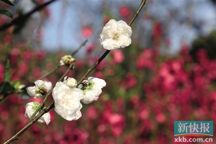 广州桃花涧（桃花涧里春意浓 桃花盛放李花香）-第3张图片