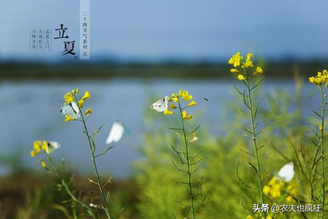 立夏为什么要吃蛋（今日立夏，为何立夏节气要吃鸡蛋）-第1张图片