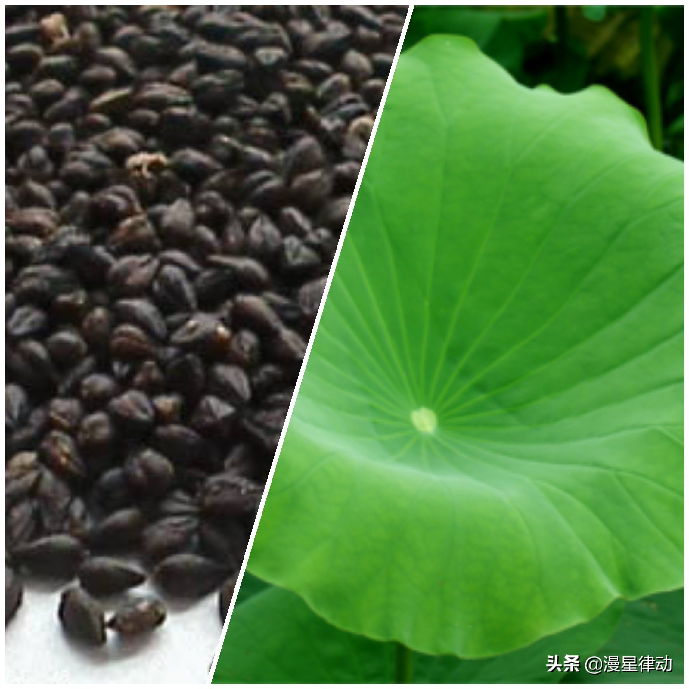 什么茶清肠（什么茶清肠排毒 ）-第3张图片