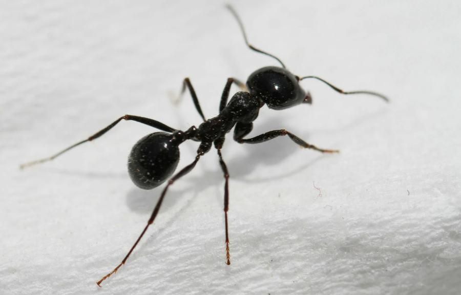 家中有蚂蚁怎么办（家中有蚂蚁不要忙着喷药）-第2张图片