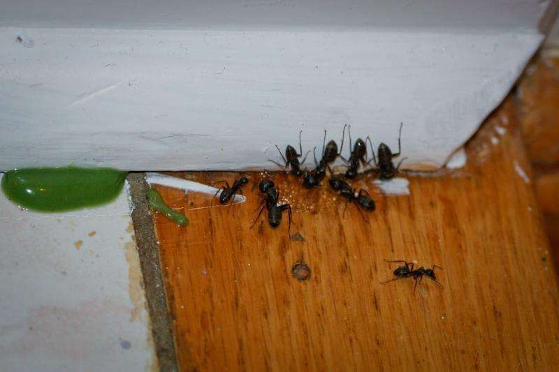 家中有蚂蚁怎么办（家中有蚂蚁不要忙着喷药）-第3张图片