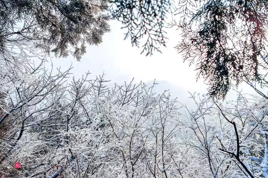 济南的雪（济南真的下雪啦！）-第6张图片