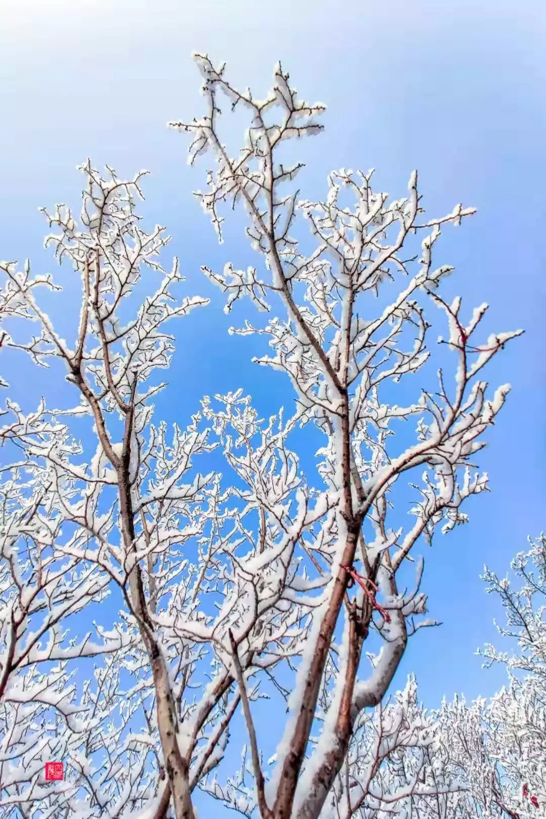 济南的雪（济南真的下雪啦！）-第8张图片