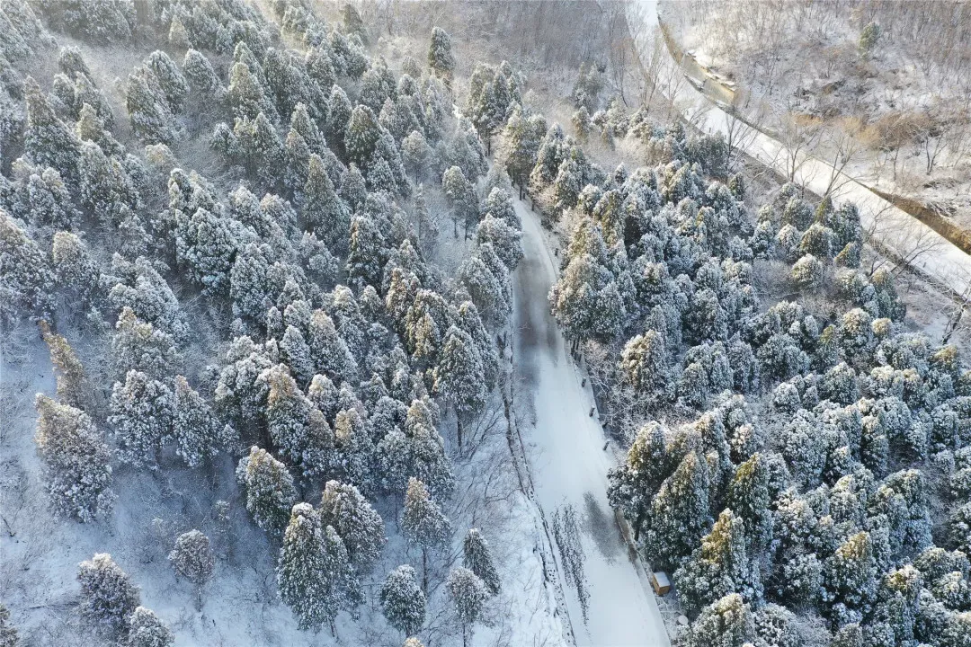 济南的雪（济南真的下雪啦！）-第14张图片