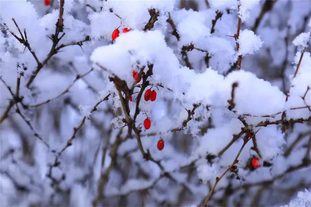 济南的雪（济南真的下雪啦！）-第38张图片