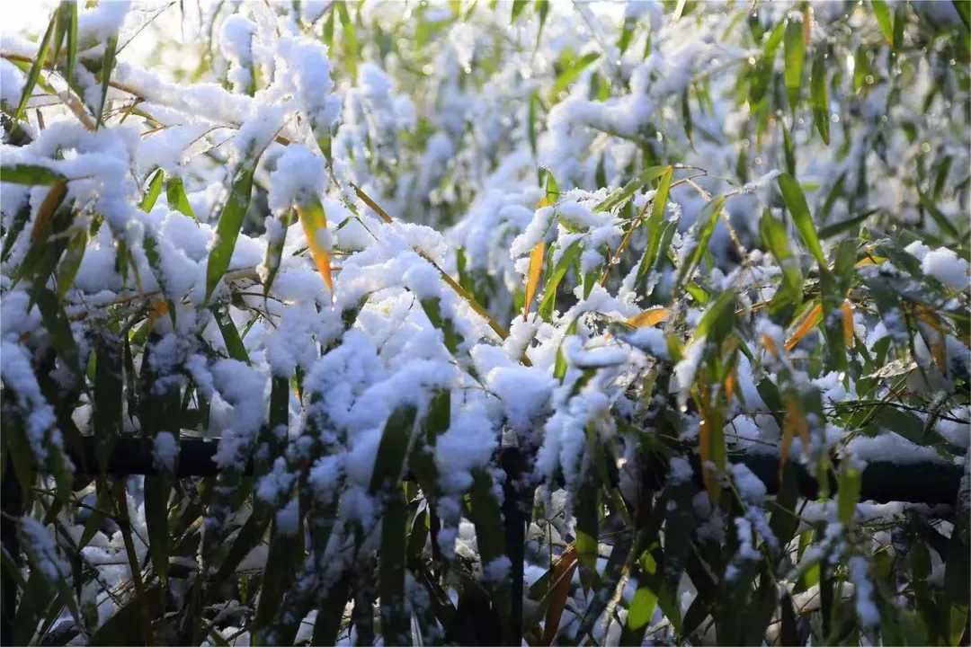 济南的雪（济南真的下雪啦！）-第42张图片