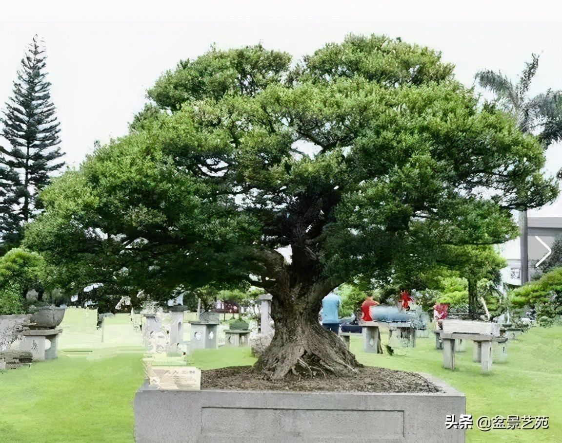 黄杨木盆景（赏“木中君子”黄杨盆景）-第26张图片