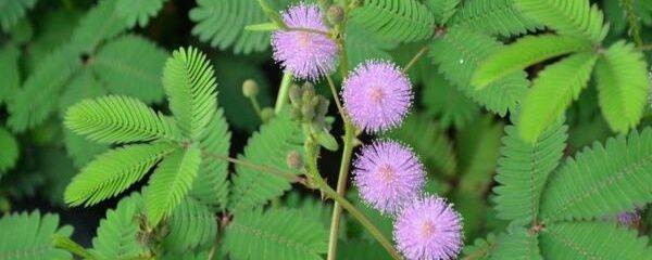 含羞草的养法（含羞草怎么种植方法）-第1张图片