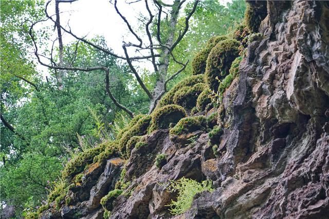 镜泊湖地下森林（地底下的原始森林）-第7张图片