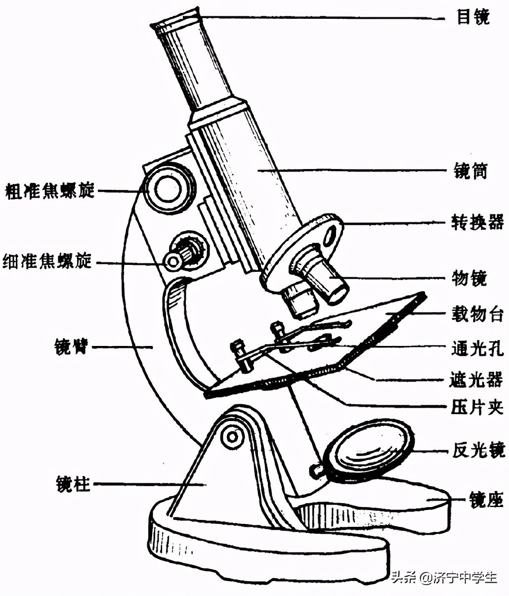 显微镜的使用步骤（显微镜使用方法）-第1张图片