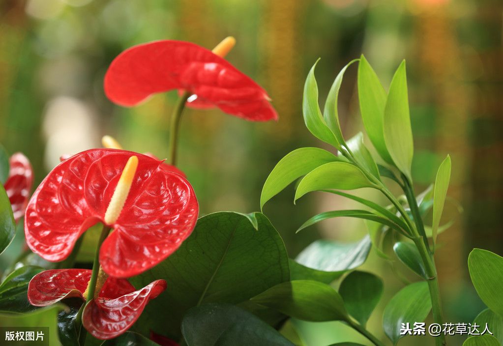 火鹤花花语？（火鹤花的花语是什么？）-第3张图片