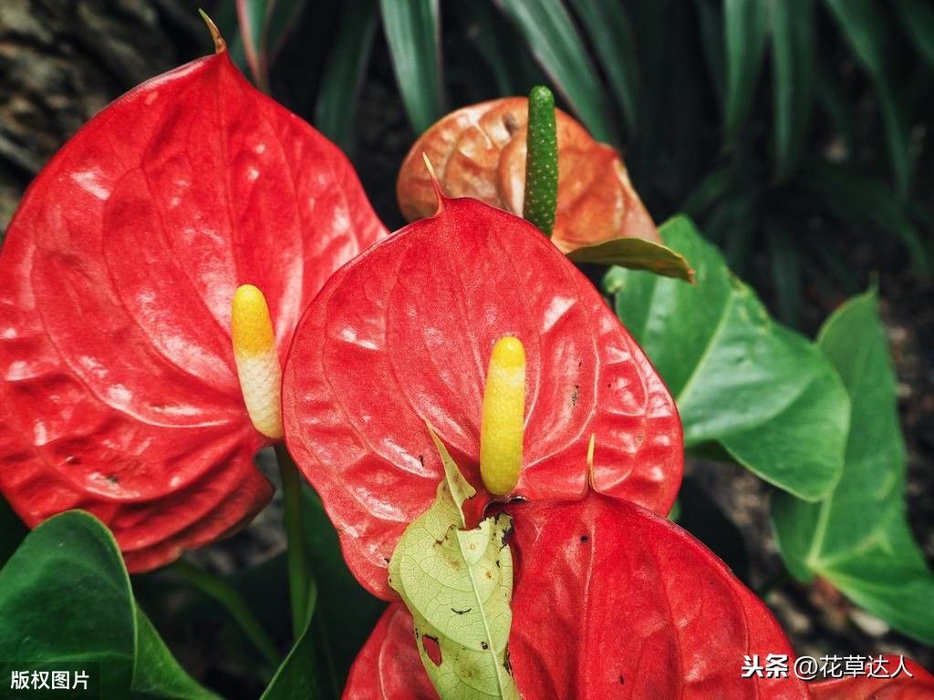 火鹤花花语？（火鹤花的花语是什么？）-第2张图片