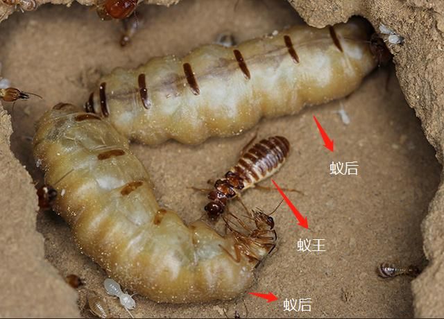 蚁后是怎么产生的（白蚁蚁后的产卵速度有多快？）-第3张图片