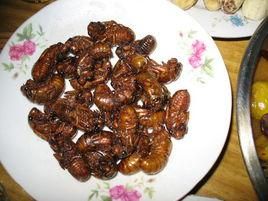 蝉蜕功效与作用（蝉蜕的功效，作用和食用方法）-第1张图片