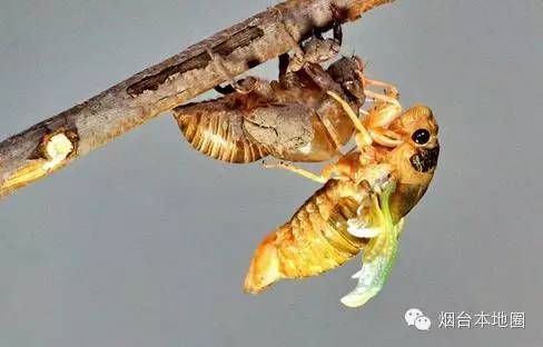 蝉蜕功效与作用（蝉蜕的功效，作用和食用方法）-第4张图片