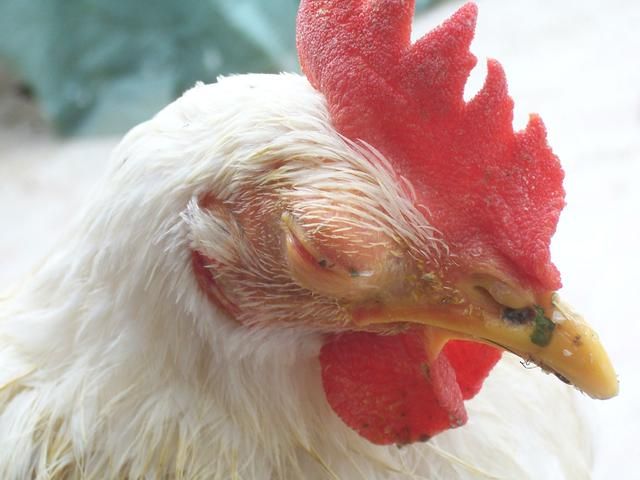 鸡的眼睛（鸡的眼睛为什么会瞎？）-第3张图片