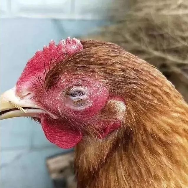 鸡的眼睛（鸡的眼睛为什么会瞎？）-第2张图片