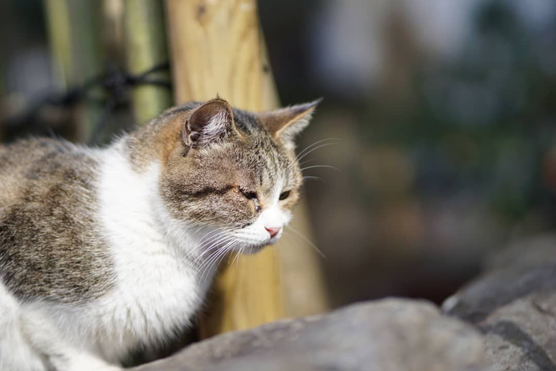 收养流浪猫（收养流浪猫的3个难题）-第4张图片